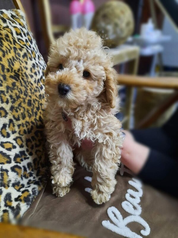 Champ | Miniature Poodle - Image 3