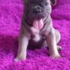 Chetty | French Bulldog - Image 2