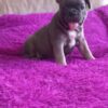 Chetty | French Bulldog - Image 4