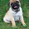 Lazar | Pug