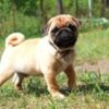 Lazar | Pug - Image 4