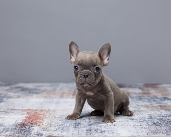 Rosie | French Bulldog - Image 2