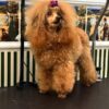 Sherman | Miniature Poodle