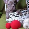 Tessa | French Bulldog