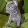 Tessa | French Bulldog - Image 3