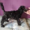 Viscount | Miniature Poodle - Image 2