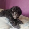 Viscount | Miniature Poodle