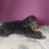 Viscount | Miniature Poodle - Image 3