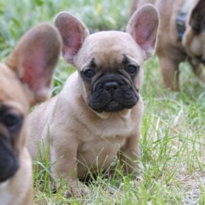 French bulldog