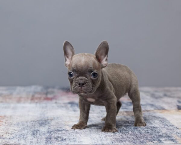 Rosie | French Bulldog - Image 3