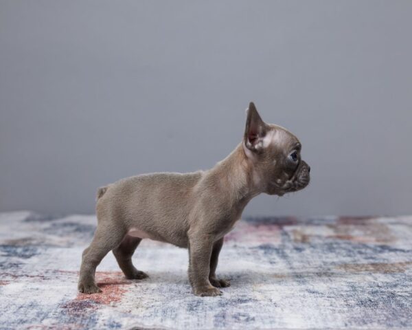 Rosie | French Bulldog - Image 4