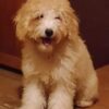 Tares | Miniature Poodle - Image 2