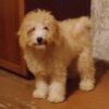 Tares | Miniature Poodle - Image 4