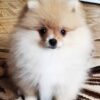 Adea | Pomeranian