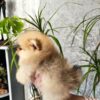 Adea | Pomeranian - Image 3