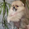 Adea | Pomeranian - Image 4
