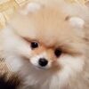 Adea | Pomeranian - Image 5
