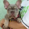 Arman | French Bulldog