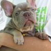 Arman | French Bulldog - Image 3