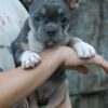 Asta | French Bulldog - Image 2