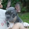 Asta | French Bulldog