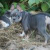 Asta | French Bulldog - Image 3