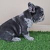 Conrad | French Bulldog - Image 2