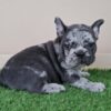 Conrad | French Bulldog - Image 3