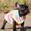 Ditta | French Bulldog - Image 4