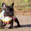 Ditta | French Bulldog - Image 2
