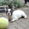 Felix | French Bulldog - Image 2