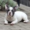 Felix | French Bulldog