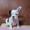 Fnafi | French Bulldog - Image 3