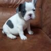 Fnafi | French Bulldog - Image 4