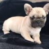Gosha | French Bulldog