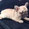 Gosha | French Bulldog - Image 3