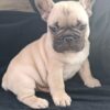 Gosha | French Bulldog - Image 4