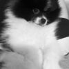 Hanny | Pomeranian - Image 2