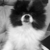 Hanny | Pomeranian - Image 3