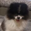 Hanny | Pomeranian