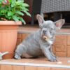 Heather | French Bulldog - Image 4