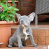 Heather | French Bulldog - Image 2