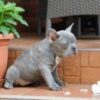 Heather | French Bulldog - Image 3