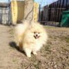 Hillary | Pomeranian
