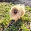 Hillary | Pomeranian - Image 4