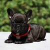 Ibica | French Bulldog - Image 2