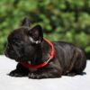 Ibica | French Bulldog