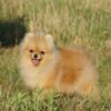 Invictus | Pomeranian