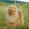 Invictus | Pomeranian - Image 3