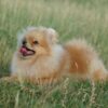 Invictus | Pomeranian - Image 4